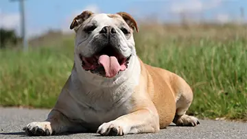 Home england bulldog