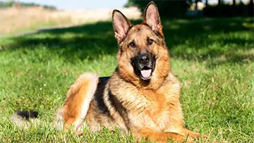 Home german shepherd dog