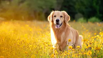 Home golden retriever dog